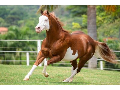 LOTE 006 - POP SUPER GUNNER