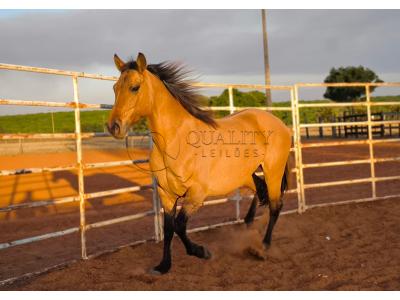 LOTE 004 - DAKOTA BARS LADY