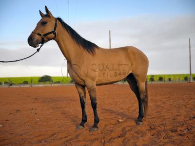 LOTE 004 - DAKOTA BARS LADY