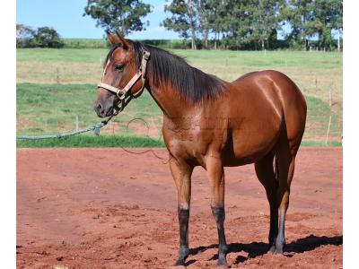 LOTE 014 - HABILITY HOLLY LJB