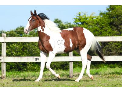 LOTE 018 - RISK TARI CODY YBJ