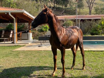 LOTE 013 - STARK RED KING