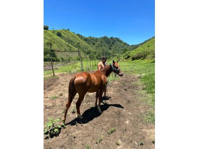 LOTE 013 - STARK RED KING