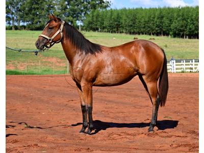 LOTE 014 - HABILITY HOLLY LJB