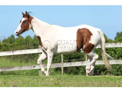 LOTE 016 - SHANNON CODY YBJ