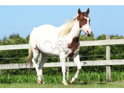 LOTE 016 - SHANNON CODY YBJ