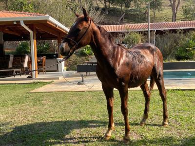 LOTE 013 - STARK RED KING