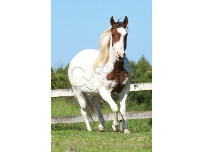 LOTE 016 - SHANNON CODY YBJ