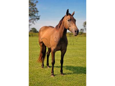 LOTE 021 - SINDY JAC CIELO