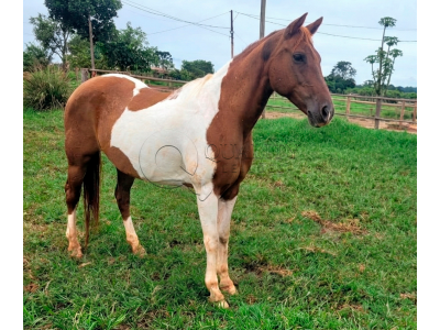 LOTE 020 - MISS ZORRERO ETERNAL