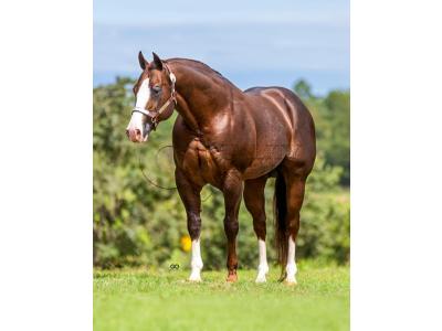LOTE -200 - LITTLE JAZZAREY (Coberturas)