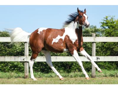 LOTE 001 - POWER DRY DELTA CODY YBJ