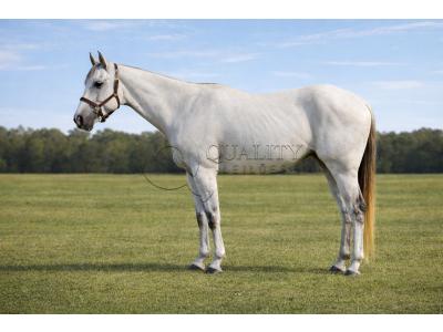 LOTE 010 - BUDDY TA FAME PY’S