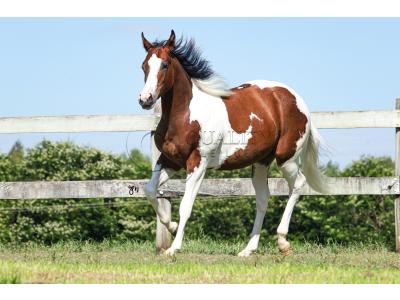 LOTE 001 - POWER DRY DELTA CODY YBJ