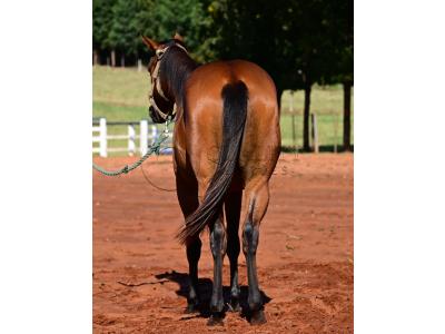 LOTE 014 - HABILITY HOLLY LJB