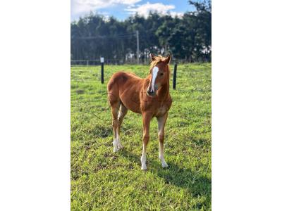 LOTE 019 - LAIDY BOY JAY