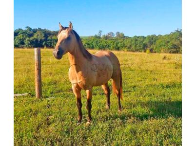 LOTE 006 - GOLD GO HUSH DUN IT