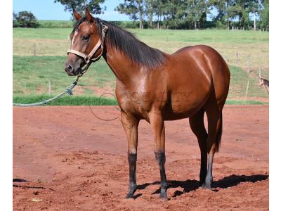 LOTE 014 - HABILITY HOLLY LJB