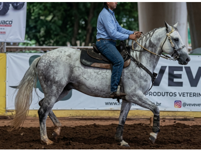 LOTE 005 - CHAMEGO BEE BEE OFV