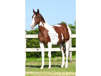 LOTE 018 - RISK TARI CODY YBJ