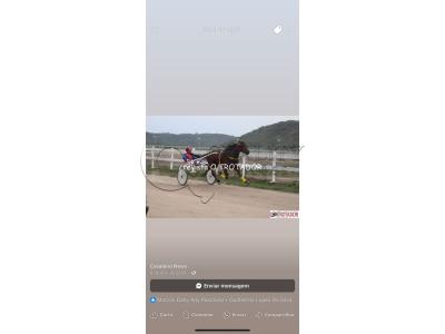LOTE 002 - CANTIGA SR  (Ventre com Cobertura Exclusiva)