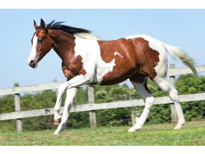 LOTE 001 - POWER DRY DELTA CODY YBJ