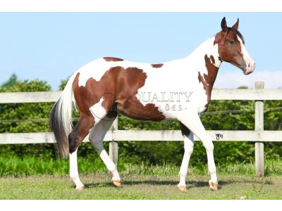 LOTE 018 - RISK TARI CODY YBJ