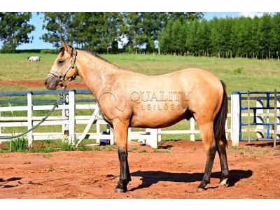 LOTE 009 - GOTTA HOLLYGUN LJB