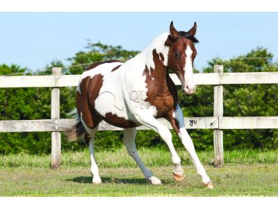 LOTE 018 - RISK TARI CODY YBJ