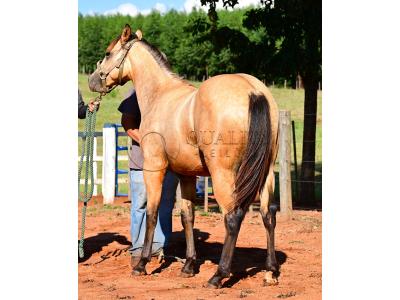 LOTE 009 - GOTTA HOLLYGUN LJB