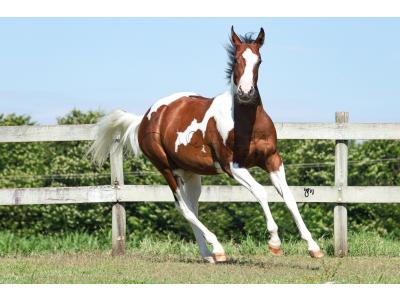 LOTE 001 - POWER DRY DELTA CODY YBJ