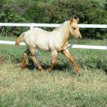LOTE 019 - LAST BET VRA