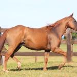 LOTE 015 - MR JAY PEPPY OAK EDU