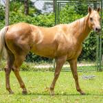 LOTE 002 - FIREWATER ICY LADY (VENTRE PARA LIVRE ACASALAMENTO)