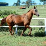 LOTE 009 - CHRISTY RED CAT (2x1)