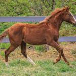 LOTE 015 - PURRFECTION GEM