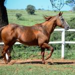 LOTE 009 - CHRISTY RED CAT (2x1)