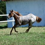LOTE 002 - DUCATTI CAT VRA