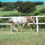 LOTE 012 - PRECIOUS BET VRA