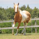 LOTE 008 - PENELOPY TOP TOO YBJ