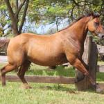 LOTE 017 - EL NINA SHADY DO EDU