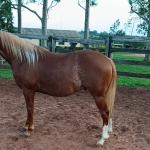 LOTE 008 - DUAL BROWN CAT MPQ