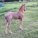 LOTE 004 - NOME A ESCOLHER (BET HESA CAT JR x LOBA SUPER REY)