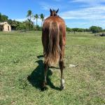 LOTE 015 - HIGH SPIN MG2
