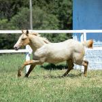 LOTE 016 - KYLE GUN VRA