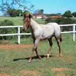 LOTE 003 - DALLARA CAT VRA