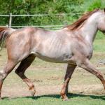 LOTE 004 - WINNIN NITRO LENA