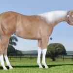 LOTE 012 - HOLLYWOOD WHITEY
