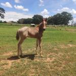 LOTE 004 - NOME A ESCOLHER (BET HESA CAT JR x LOBA SUPER REY)