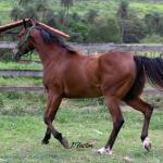 LOTE 016 - ELETTRA PANTHER HMJ